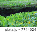 湿原 7744024