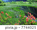 つつじが咲くころ 7744025