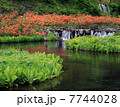 つつじ 7744028