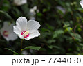 ムクゲ 7744050