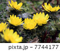 福寿草 7744177