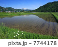 早苗田 7744178