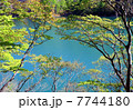 湖の新緑 7744180