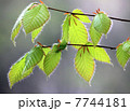 ぶな若葉 7744181