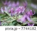かたくり 7744182