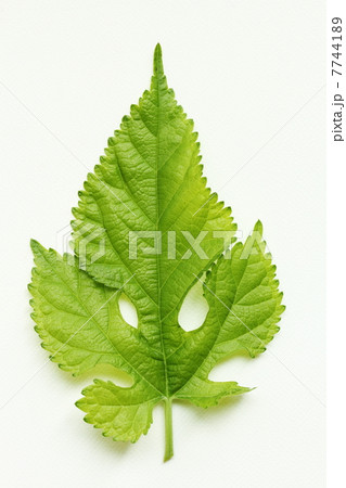 桑の葉 7744189