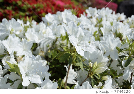 小室山つつじ祭り 7744220