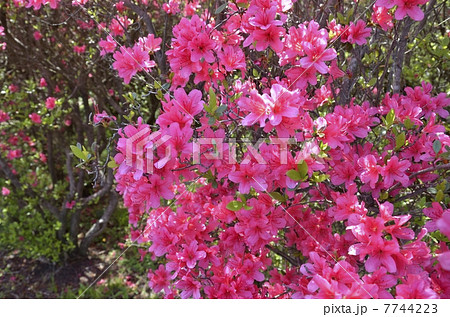 小室山つつじ祭り 7744223