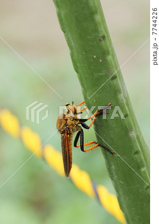 アオメアブ 7744226