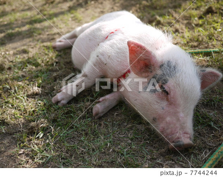 豚 7744244