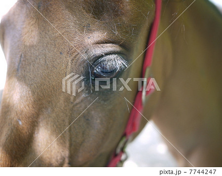 馬アップ 7744247