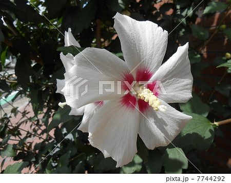 ムクゲ(木槿/槿)・「宗旦(ソウタン)」(一重咲き・白地に赤の斑入り) 7744292