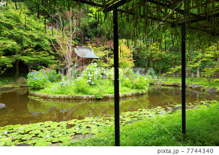 本土寺の池の紫陽花と周囲の景観 7744340