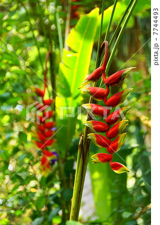 7月花 熱帯植物ヘリコニア バショウ科24の写真素材