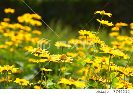 7月花　キクイモモドキ・キク科04 7744516