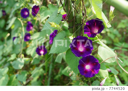 7月花　アサガオ・ヒルガオ科40 7744520