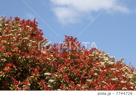 ベニカナメモチ ベニカナメモチ 7744726