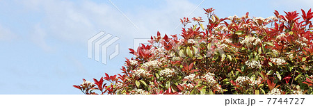 ベニカナメモチ ベニカナメモチ 7744727