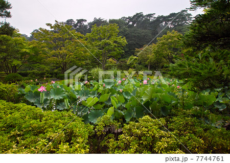 雨の中の古代蓮 7744761