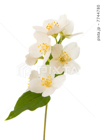 jasmine 7744780