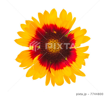 Gaillardia flower 7744800