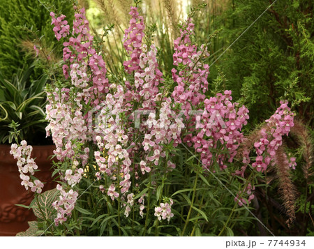 アンゲロニア 7744934