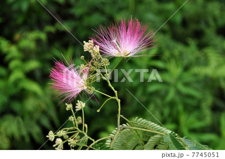 ネムノキ ネムノキ 7745051