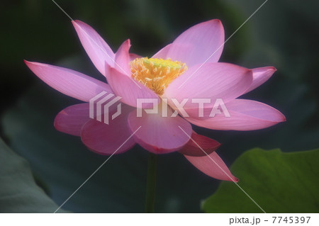 行田蓮 ソフトフォーカス 行田蓮 ソフトフォーカス 7745397