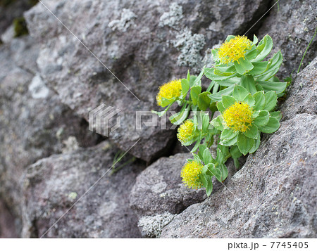 イワベンケイ 7745405