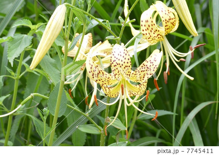 オウゴンオニユリ 7745411