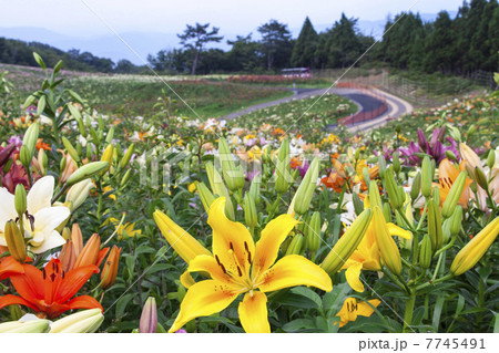 箱館山ゆり園 7745491