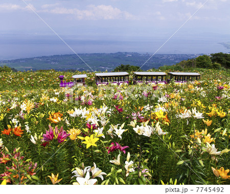 箱館山ゆり園 箱館山ゆり園 7745492