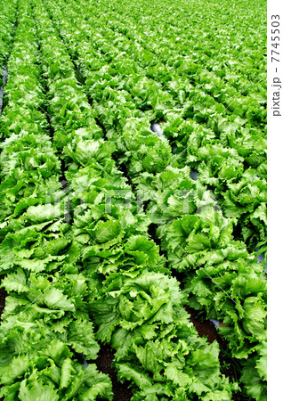 レタス畑 レタス畑 7745503