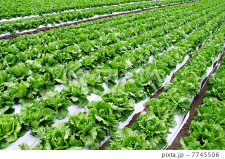 レタス畑 レタス畑 7745506