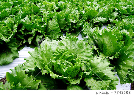 レタス畑 レタス畑 7745508