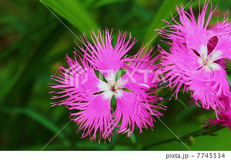 夏の野に咲く秋の七草 カワラナデシコ 大和撫子 の可憐な花 横位置アップの写真素材