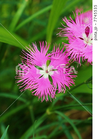 夏の野に咲く秋の七草・カワラナデシコ（大和撫子）の可憐な花・縦位置アップ 7745535