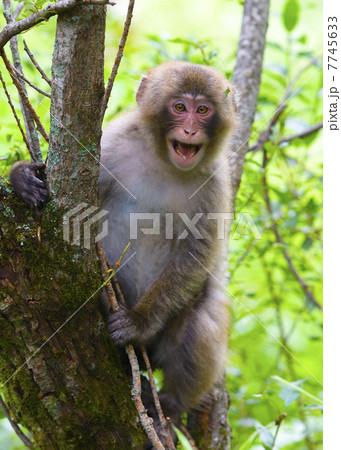 叫ぶ日本猿の子供 叫ぶ日本猿の子供 7745633