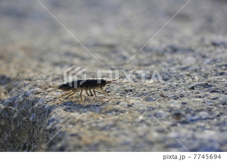 フナムシ フナムシ 7745694