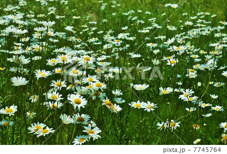 花の背景素材 湖畔に群生するマーガレットの花 横位置の写真素材