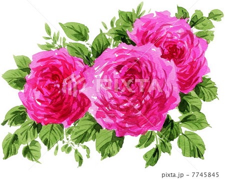 roses13714pix1 roses13714pix1 7745845