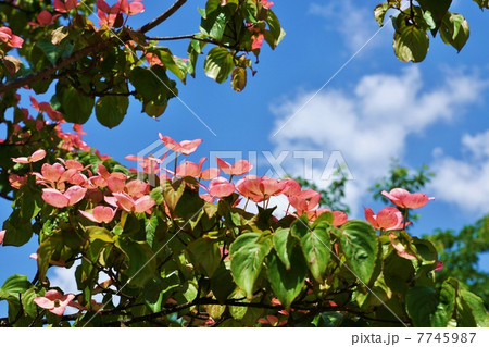 花木の背景素材・青空に向き合うピンクのハナミズキの総苞片・横位置 7745987