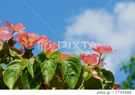 花木の背景素材・青空に向き合うピンクのハナミズキの総苞片・横位置アップ 7745988