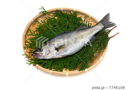 スズキ-Lateolabrax japonicus 7746109