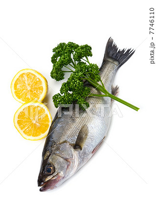 スズキ-Lateolabrax japonicus 7746110