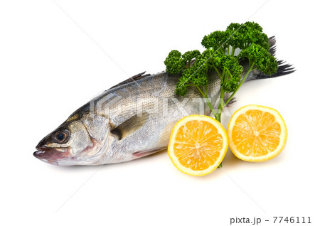 スズキ-Lateolabrax japonicus 7746111