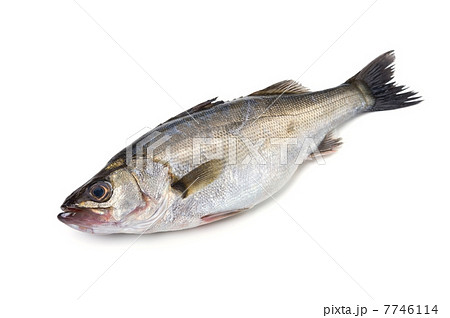 スズキ-Lateolabrax japonicus 7746114