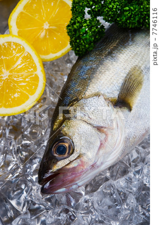 スズキ-Lateolabrax japonicus 7746116