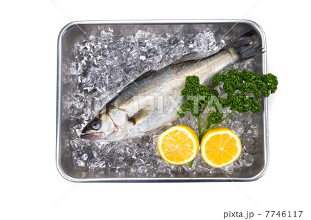 スズキ-Lateolabrax japonicus 7746117