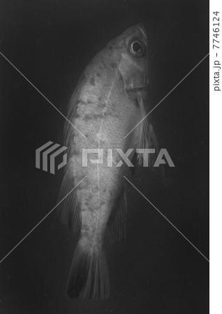 メバル-Sebastes sp. メバル-Sebastes sp. 7746124
